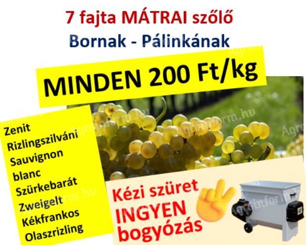 7 fajta minőségi mátrai szőlő ingyenes bogyózással – bornak - pálinkának – Zenit - Rizlingszilváni - Sauvignon blanc - Szürkebarát - Zweigelt - Kékfrankos - Olaszrizling