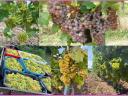 7 fajta minőségi mátrai szőlő ingyenes bogyózással – bornak - pálinkának – Zenit - Rizlingszilváni - Sauvignon blanc - Szürkebarát - Zweigelt - Kékfrankos - Olaszrizling