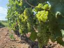 7 fajta minőségi mátrai szőlő ingyenes bogyózással – bornak - pálinkának – Zenit - Rizlingszilváni - Sauvignon blanc - Szürkebarát - Zweigelt - Kékfrankos - Olaszrizling
