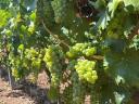 7 fajta minőségi mátrai szőlő ingyenes bogyózással – bornak - pálinkának – Zenit - Rizlingszilváni - Sauvignon blanc - Szürkebarát - Zweigelt - Kékfrankos - Olaszrizling