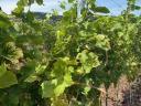 7 fajta minőségi mátrai szőlő ingyenes bogyózással – bornak - pálinkának – Zenit - Rizlingszilváni - Sauvignon blanc - Szürkebarát - Zweigelt - Kékfrankos - Olaszrizling