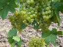 7 fajta minőségi mátrai szőlő ingyenes bogyózással – bornak - pálinkának – Zenit - Rizlingszilváni - Sauvignon blanc - Szürkebarát - Zweigelt - Kékfrankos - Olaszrizling