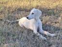 Saluki perzsa agár