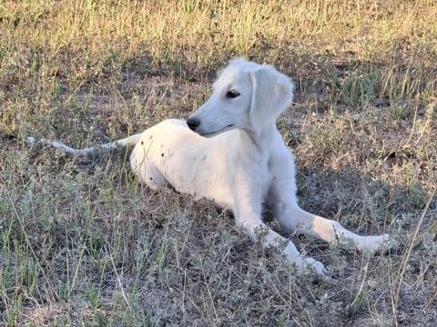 Saluki perzsa agár Saluki perzsa agár