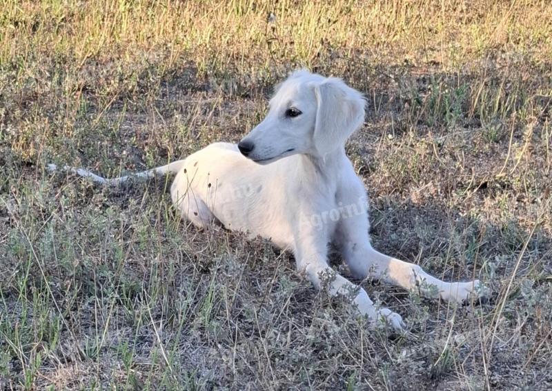 Saluki perzsa agár