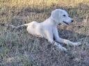 Saluki perzsa agár