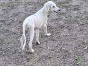 Saluki perzsa agár