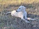 Saluki perzsa agár