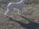 Saluki perzsa agár kan kölyök eladó