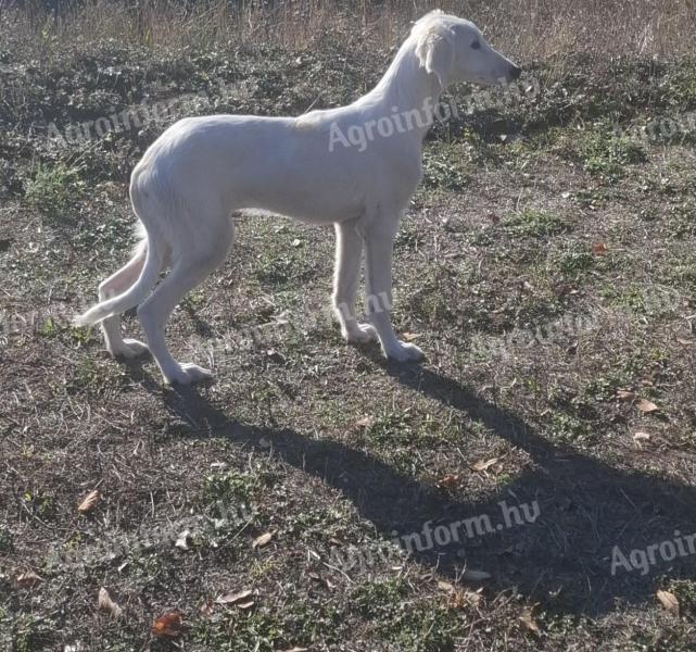 Saluki perzsa agár kan kölyök eladó