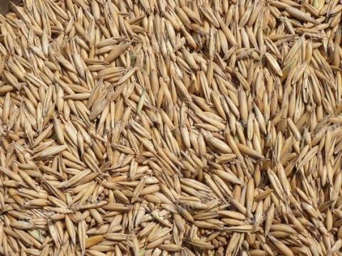 Őszi Zab (2025) Őszi Zab (2025)