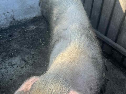 Eladó fiatal koca Eladó fiatal koca