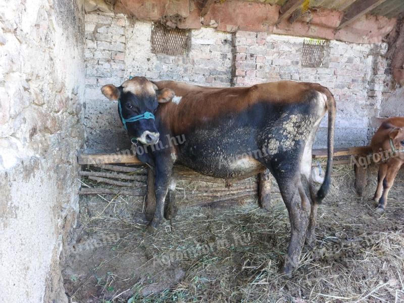 Jersey bika, 3 éves eladó
