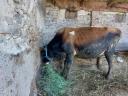 Jersey bika, 3 éves eladó