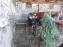 Jersey bika, 3 éves eladó