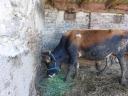 Jersey bika, 3 éves eladó