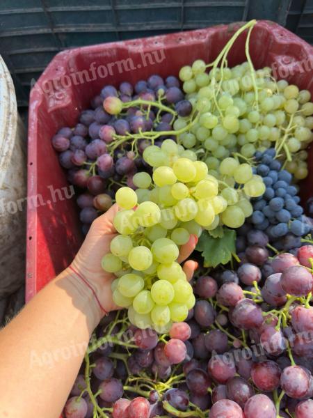 10 mázsa vegyes csemegeszőlő eladó pálinkának – muskotály, cardinál, mézes fehér mix