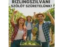 A héten Zenit és Rizlingszilváni szüret várható – ingyenes bogyózással