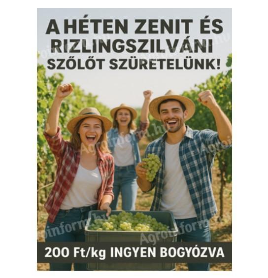 A héten Zenit és Rizlingszilváni szüret várható – ingyenes bogyózással