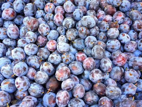 Stanley szilvát keresek nagy tételben Stanley szilvát keresek nagy tételben