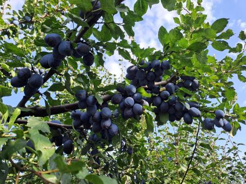 Stanley szilva eladó termelőtől Stanley szilva eladó termelőtől