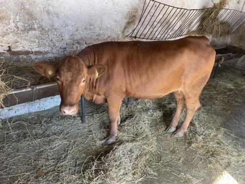 Eladó Angus-Magyartarka növendék üszők Eladó Angus-Magyartarka növendék üszők