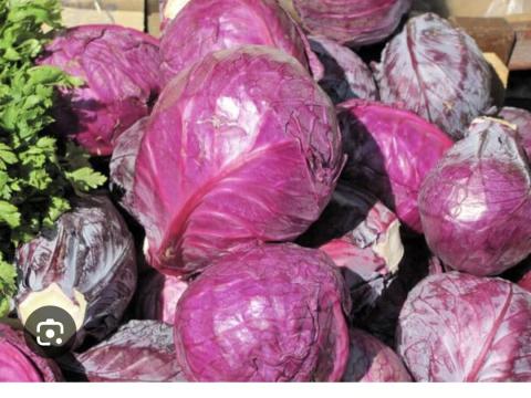 Lilakáposzta eladó Zircen! Lilakáposzta eladó Zircen!