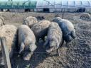 Szabadtartású mangalica hízók eladók