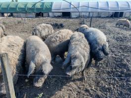 Szabadtartású mangalica hízók eladók