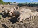 Szabadtartású mangalica hízók eladók
