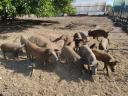 Szabadtartású mangalica hízók eladók