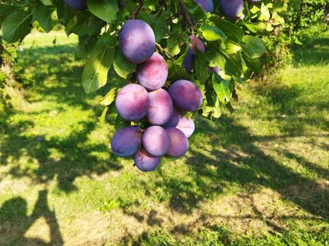 Eladó President szilva – friss, zamatos gyümölcs lekvárhoz és cefrének Eladó President szilva – friss, zamatos gyümölcs lekvárhoz és cefrének