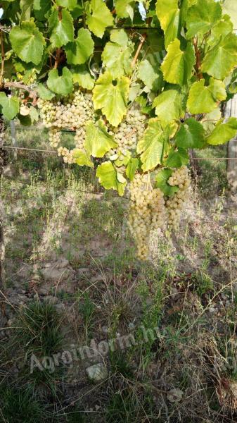 Mádon hárslevelű és furmint borszőlő eladó