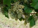 Mádon hárslevelű és furmint borszőlő eladó
