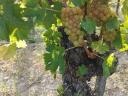 Mádon hárslevelű, furmint és muskotály borszőlő eladó
