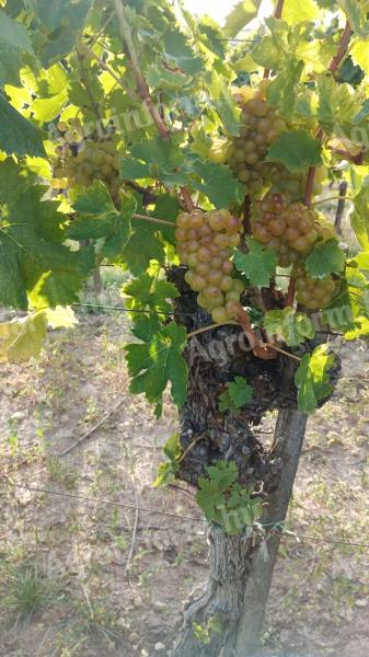Mádon hárslevelű, furmint és muskotály borszőlő eladó
