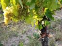 Mádon hárslevelű, furmint és muskotály borszőlő eladó
