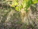 Mádon hárslevelű, furmint és muskotály borszőlő eladó