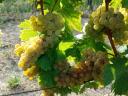 Mádon hárslevelű, furmint és muskotály borszőlő eladó