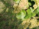 Mádon hárslevelű, furmint és muskotály borszőlő eladó