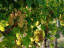 Mádon hárslevelű, furmint és muskotály borszőlő eladó