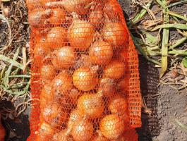 Vöröshagyma eladó