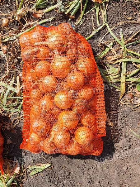 Vöröshagyma eladó