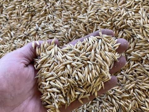 Vegyszermentes tavaszi zab eladó Vegyszermentes tavaszi zab eladó