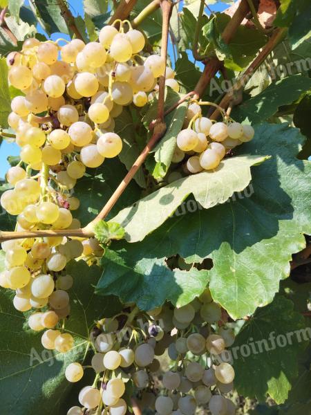 Hárslevelű bor eladó Siklóson