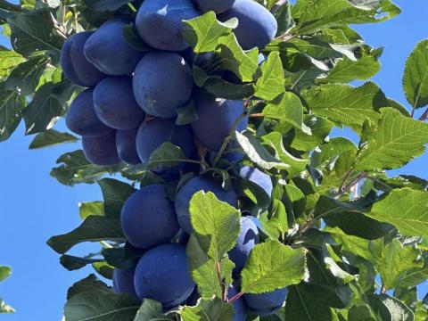 Szilva Top End Plus eladó, szeptember eleji szedéssel Szilva Top End Plus eladó, szeptember eleji szedéssel