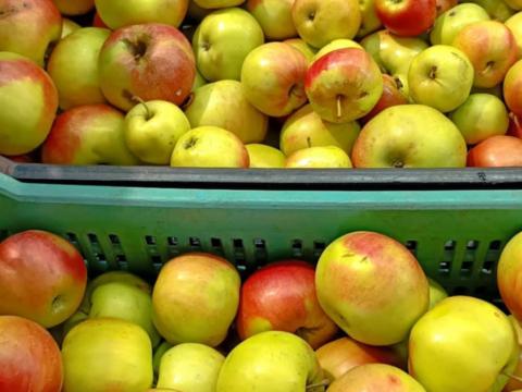 Eladó ipari vagy cefre alma Lakiteleken Eladó ipari vagy cefre alma Lakiteleken