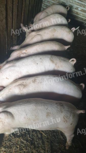 Eladó 7 db szép süldő malac Magyar nagyfehér fajtából