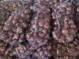 Lilahagyma termelőtől eladó