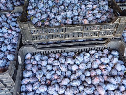 Érett szilva eladó Újpesten cefrének Érett szilva eladó Újpesten cefrének